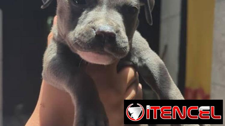 Si buscas calidad y compañía no dudes en llamar al 53818081