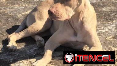 Cachorros de pitbull