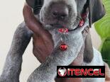 😍HERMOSOS CACHORROS BRAÇO ALEMÁN 😍