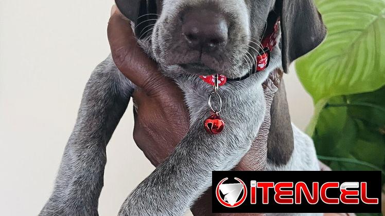 😍HERMOSOS CACHORROS BRAÇO ALEMÁN 😍