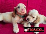 BELLOS COCKER SPANIEL