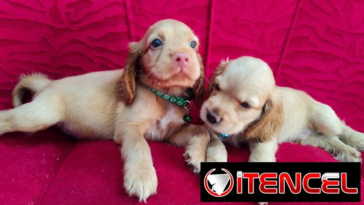 BELLOS COCKER SPANIEL