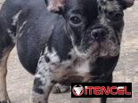 ((( BULLDOG FRANCÉS AMBOS SEXOS VACUNADOS EXCELENTE GENÉTICA WHATSAPP 58746643 )))
