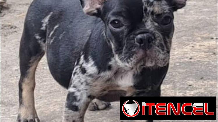 ((( BULLDOG FRANCÉS AMBOS SEXOS VACUNADOS EXCELENTE GENÉTICA WHATSAPP 58746643 )))