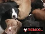 Chihuahuas .pequines.cocker.pitbull.pastores alemanes. Chow chow.ect todo tipo de perros pura razas