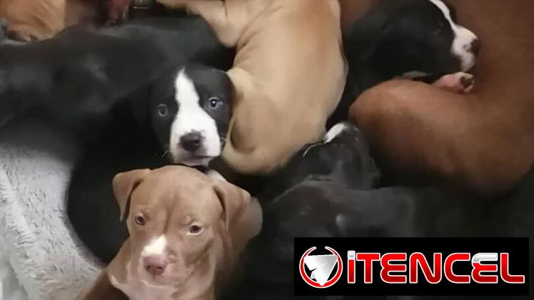 Chihuahuas .pequines.cocker.pitbull.pastores alemanes. Chow chow.ect todo tipo de perros pura razas