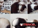SHIH TZU,ambos sexos,en 250 USD o equivalente(ACEPTO TRANSFERENCIA)TENGO MENSAJERÍA,tienen 45 días y están desparacitado