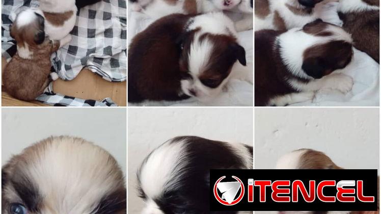 SHIH TZU,ambos sexos,en 250 USD o equivalente(ACEPTO TRANSFERENCIA)TENGO MENSAJERÍA,tienen 45 días y están desparacitado