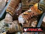 Langosta