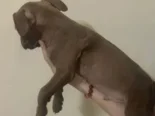 Cachorros de pitbull