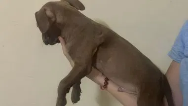 Cachorros de pitbull