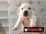 LABRADORES,hembras,en 150 USD o equivalente(ACEPTO TRANSFERENCIA)TENGO MENSAJERÍA,tienen 20 días y están desparacitada.