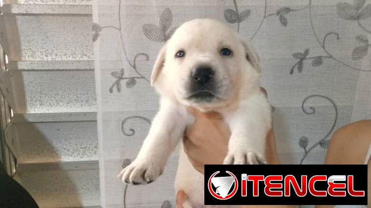 LABRADORES,hembras,en 150 USD o equivalente(ACEPTO TRANSFERENCIA)TENGO MENSAJERÍA,tienen 20 días y están desparacitada.