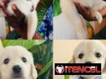 Cachorros en venta