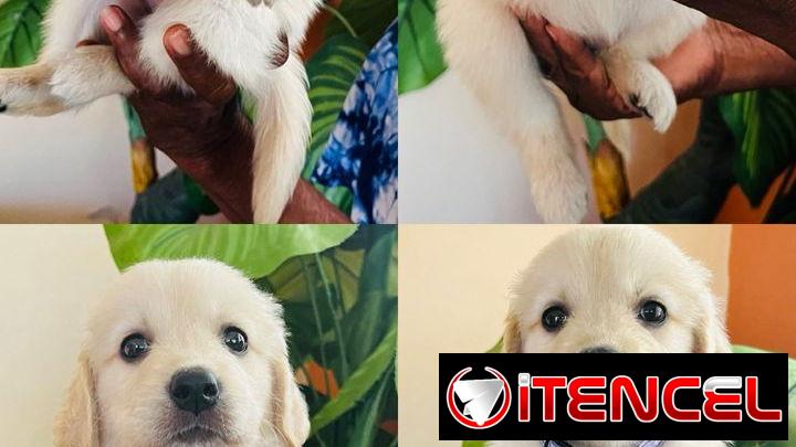 Cachorros en venta