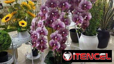 Orquídeas Grandes con Búcaro Blanco