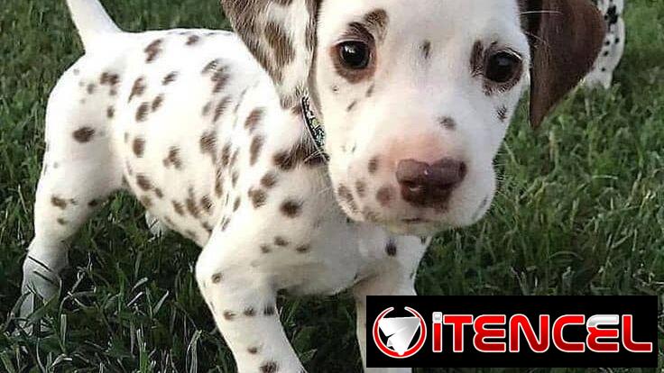 Perritos Dálmatas manchas Carmelitas 🐕