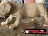 AMÉRICAN BULLY XL,ambos sexos,en 700 USD o equivalente,TENGO MENSAJERÍA,tienen 55 días y están desparacitados.