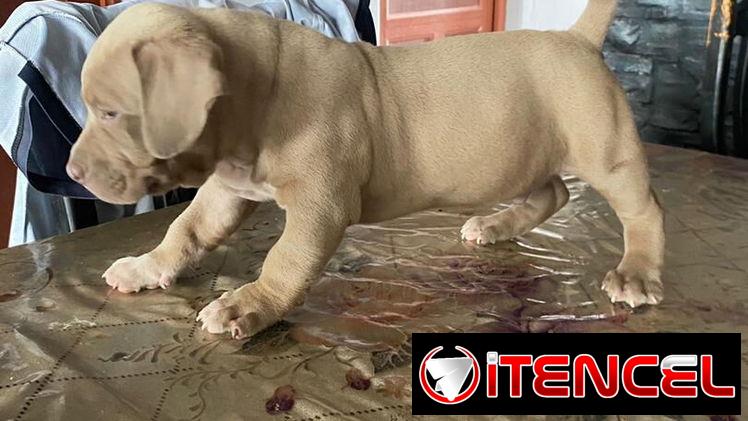 AMÉRICAN BULLY XL,ambos sexos,en 700 USD o equivalente,TENGO MENSAJERÍA,tienen 55 días y están desparacitados.