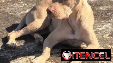 Cachorros de pitbull