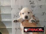 LABRADORES,hembras,en 150 USD o equivalente(ACEPTO TRANSFERENCIA)TENGO MENSAJERÍA,tienen 20 días y están desparacitada.