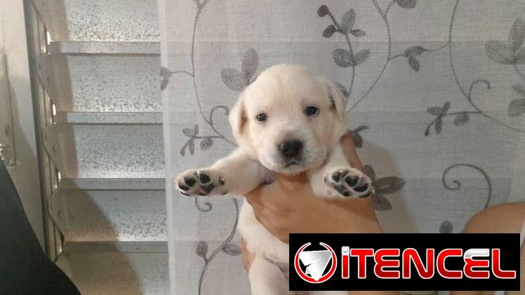 LABRADORES,hembras,en 150 USD o equivalente(ACEPTO TRANSFERENCIA)TENGO MENSAJERÍA,tienen 20 días y están desparacitada.