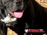 AMERICAN BULLY POCKET CON BUENA GENÉTICA