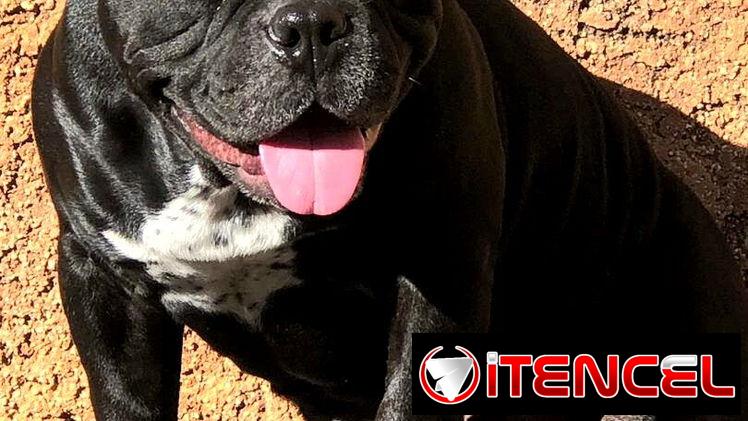 AMERICAN BULLY POCKET CON BUENA GENÉTICA