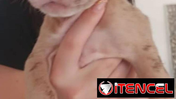 PITBULL MERLE,ambos sexos,en 200 USD o equivalente(ACEPTO TRANSFERENCIA)DOMICILIO INCLUIDO,de 60 días y desparacitados