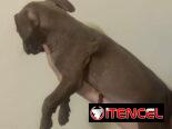 Cachorros de pitbull