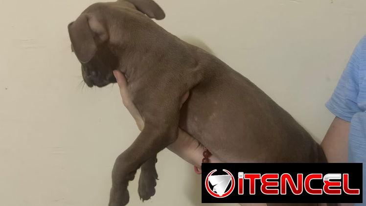 Pitbull