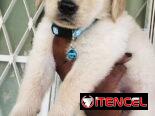 😍 HERMOSOS CACHORROS GOLDEN RETRIEVER 😍