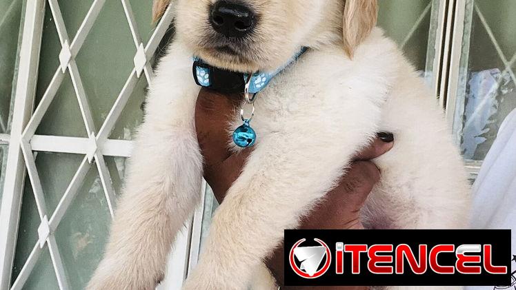 😍 HERMOSOS CACHORROS GOLDEN RETRIEVER 😍