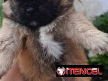 Bellezas de cachorros de spaniel tibetano hembras y machos