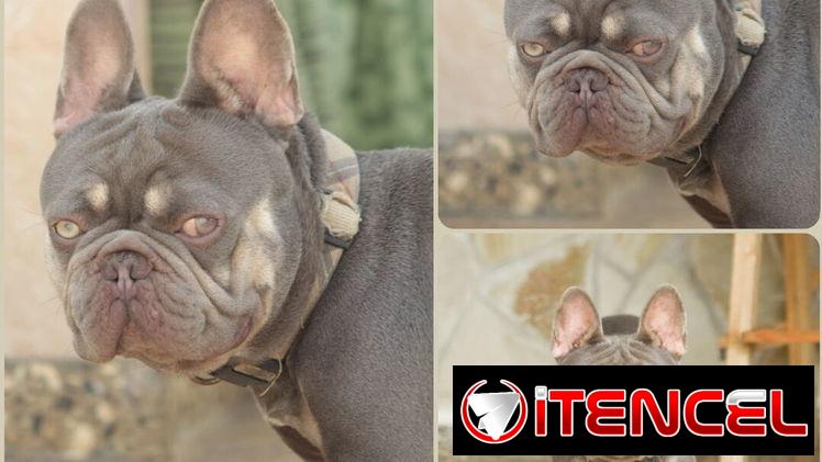 Bulldog francés. Muy buena genética
