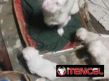 Pekines ambos sexos albinos