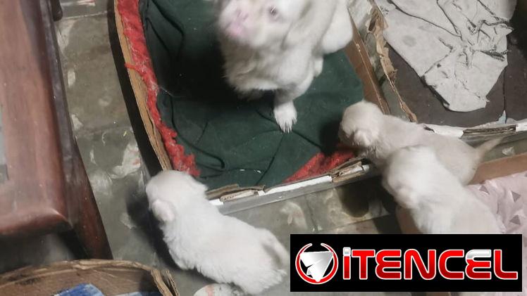Pekines ambos sexos albinos