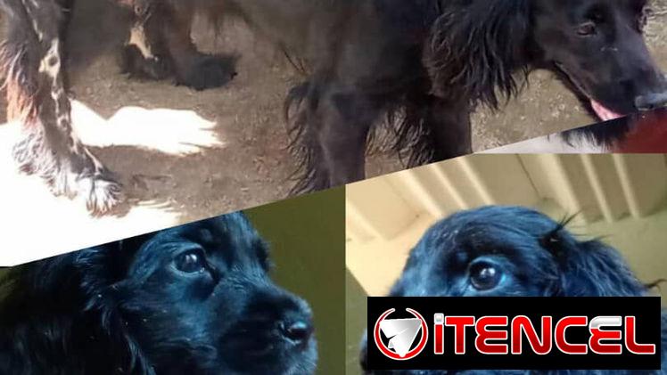 Cocker ambos sexos desparacitados