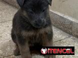 Chihuahuas .pequines.cocker.pitbull.pastores alemanes. Chow chow.ect todo tipo de perros pura razas