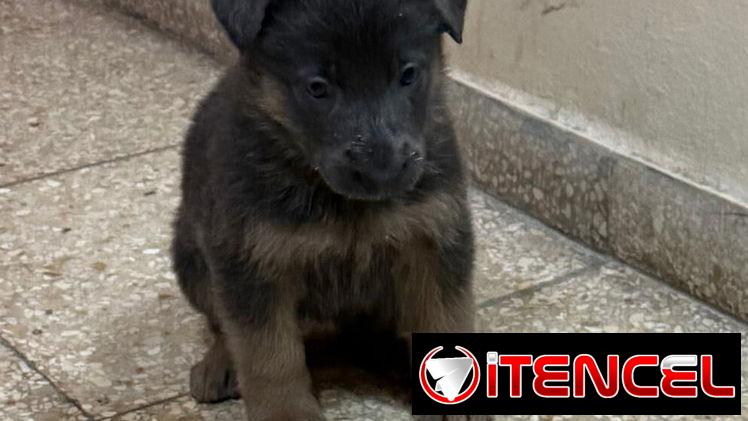 Chihuahuas .pequines.cocker.pitbull.pastores alemanes. Chow chow.ect todo tipo de perros pura razas