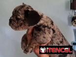 Bulldog Francés merles machos