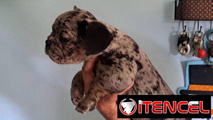 Bulldog Francés merles machos