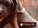 AMÉRICAN BULLY XL,macho,en 700 USD o equivalente,TENGO MENSAJERÍA,tiene 80 días y está VACUNADO y desparacitado