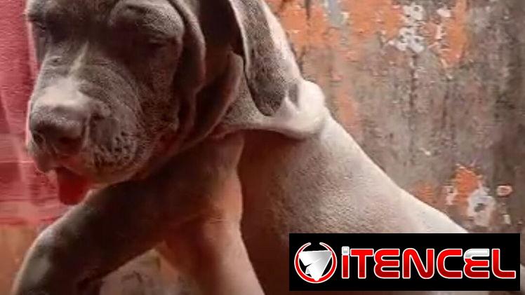 AMÉRICAN BULLY XL,macho,en 700 USD o equivalente,TENGO MENSAJERÍA,tiene 80 días y está VACUNADO y desparacitado