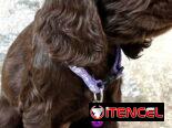 Cachorros Cocker Spaniel (Habana)