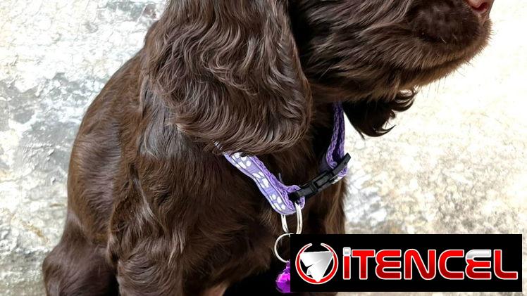 Cachorros Cocker Spaniel (Habana)
