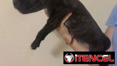 Cachorros de pitbull