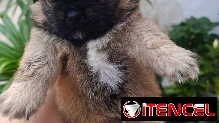 Bellezas de spaniel tibetano hembras y machos