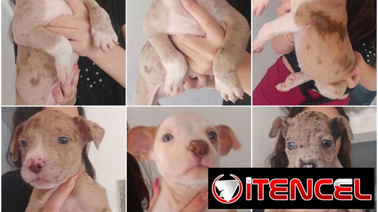 ((( AMERICAN PITBULL TERRIER MERLE AMBOS SEXOS BETTY MASCOTAS WHATSAPP 52506841 )))