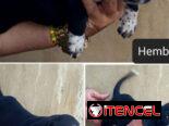 AMERICAN BULLY POCKET CON BUENA GENÉTICA